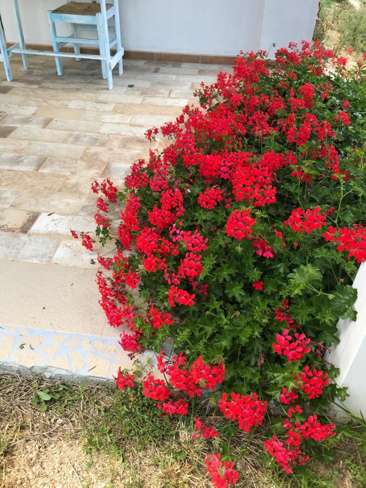 Hotel La fragola in Campagna San Pantaleo Esterno foto